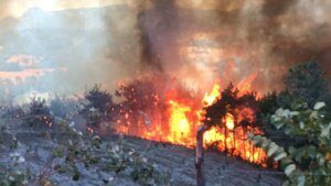 Adana’da korkutan orman yangını: 12 ev yandı!