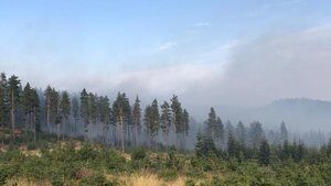 Bolu’da ormanlık alanda yangın!