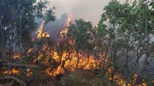 Elazığ’da orman yangını…Çok sayıda ekip sevk edildi