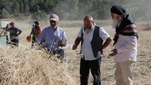 Tükenmesin diye köy köy gezip buğday dağıtıyor