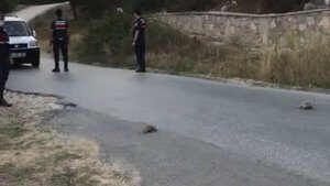 Kaplumbağalar trafiği durdurdu