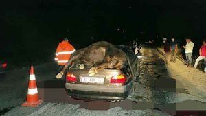 Otomobilin bagajının üstüne düşen büyükbaş hayvan öldü