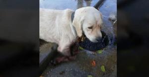 Samsun'da İki Bacağı Kesilmiş Yavru Köpek Bulundu