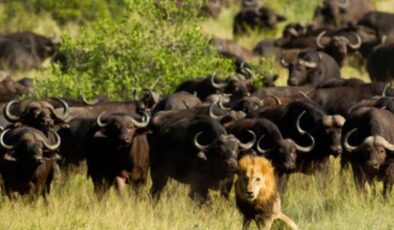 ABD, yetenekli bizon avcısı arıyor! Bölgedeki 600 bizon sayısı 200’e düşürülecek