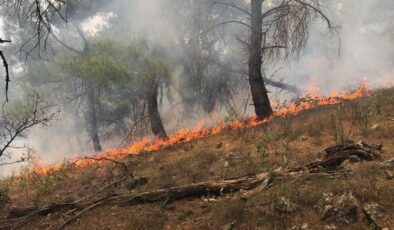 Çanakkale’de orman yangını çıktı!