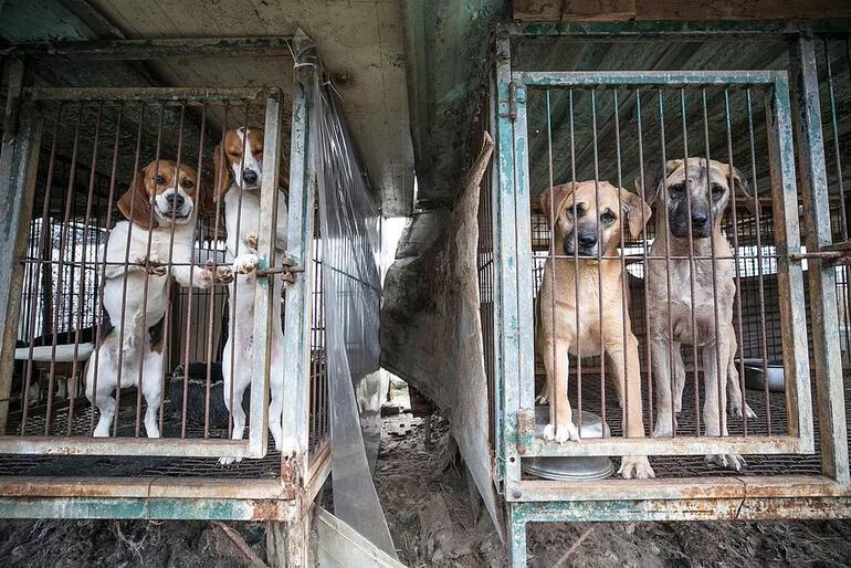 Son dakika haberi: Kuzey Korede kıtlık krizi kontrolden çıktı: Köpek eti detayı kan dondurdu