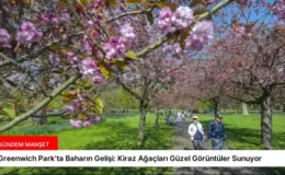 Greenwich Park’ta Baharın Gelişi: Kiraz Ağaçları Güzel Görüntüler Sunuyor