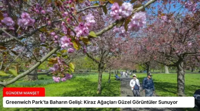 Greenwich Park’ta Baharın Gelişi: Kiraz Ağaçları Güzel Görüntüler Sunuyor