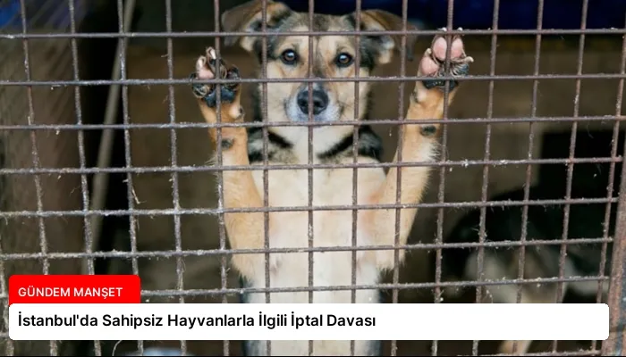 İstanbul’da Sahipsiz Hayvanlarla İlgili İptal Davası