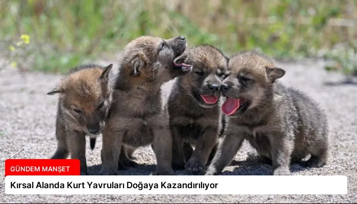 Kırsal Alanda Kurt Yavruları Doğaya Kazandırılıyor