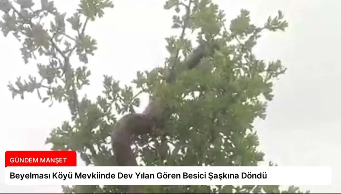 Beyelması Köyü Mevkiinde Dev Yılan Gören Besici Şaşkına Döndü