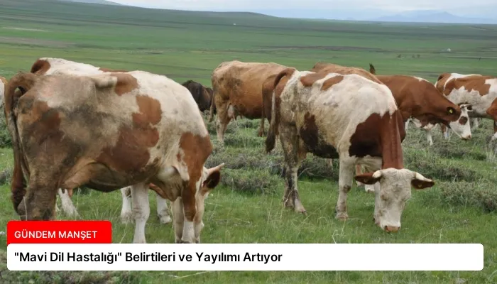 “Mavi Dil Hastalığı” Belirtileri ve Yayılımı Artıyor