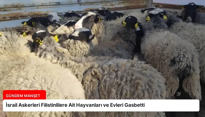 İsrail Askerleri Filistinlilere Ait Hayvanları ve Evleri Gasbetti