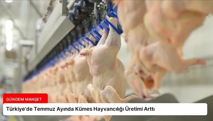 Türkiye’de Temmuz Ayında Kümes Hayvancılığı Üretimi Arttı