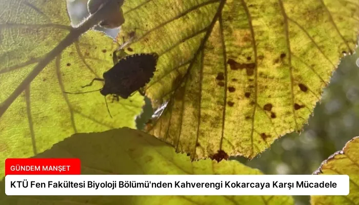KTÜ Fen Fakültesi Biyoloji Bölümü’nden Kahverengi Kokarcaya Karşı Mücadele