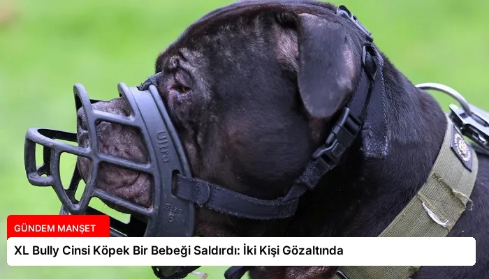 XL Bully Cinsi Köpek Bir Bebeği Saldırdı: İki Kişi Gözaltında