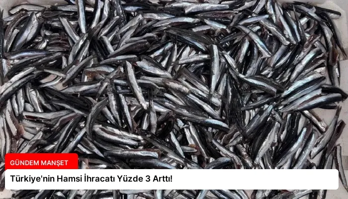 Türkiye’nin Hamsi İhracatı Yüzde 3 Arttı!
