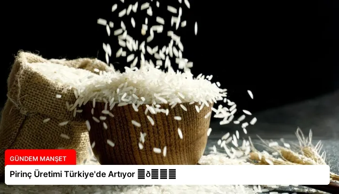 Pirinç Üretimi Türkiye’de Artıyor ⏬👇