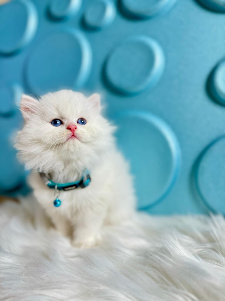 British Shorthair Özellikleri Nelerdir