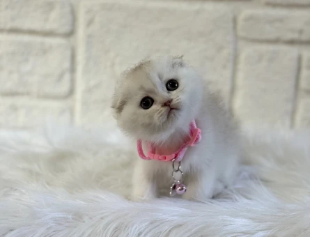 British Shorthair Kedisi Hakkında Bilmeniz Gerekenler