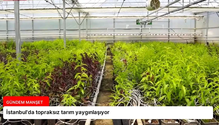 İstanbul’da topraksız tarım yaygınlaşıyor