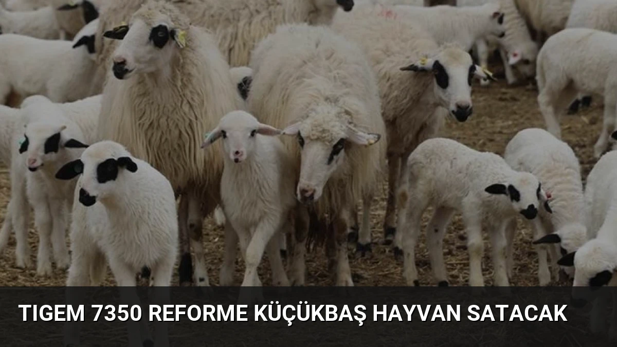TIGEM 7350 Reforme Küçükbaş Hayvan Satacak