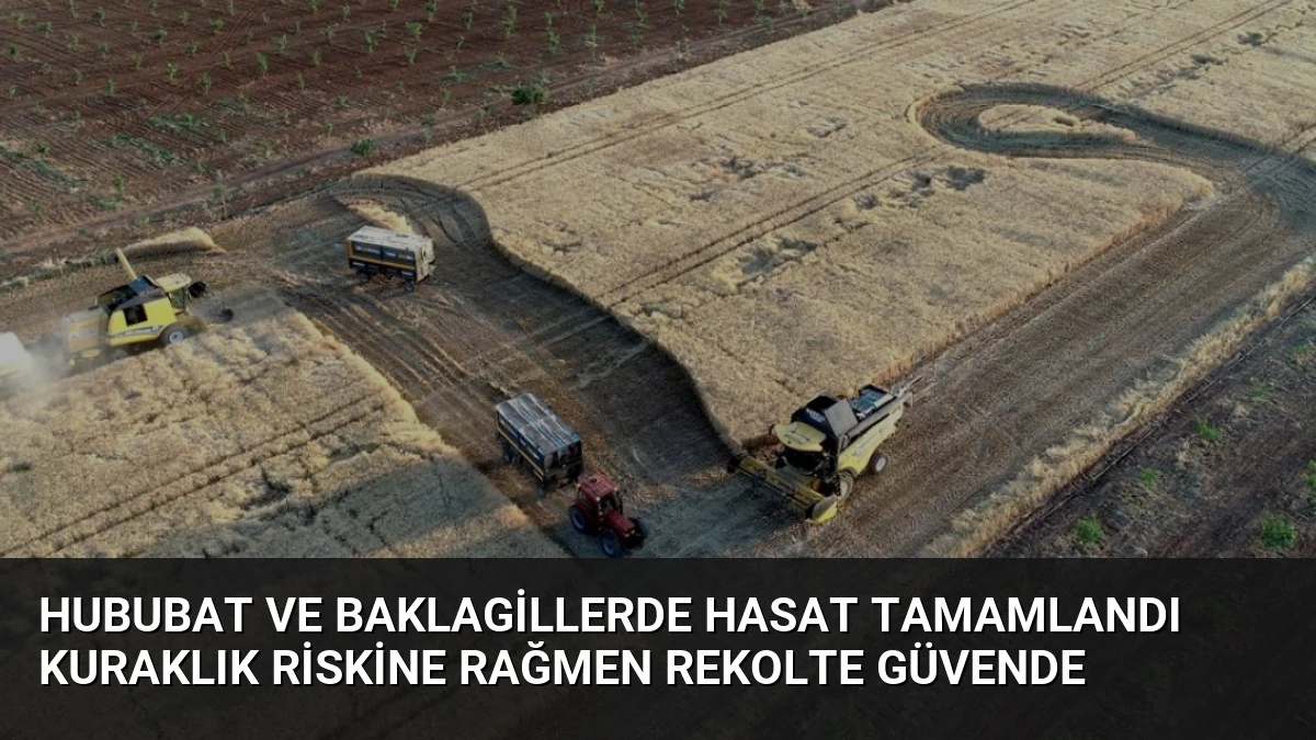 Hububat ve Baklagillerde Hasat Tamamlandı Kuraklık Riskine Rağmen Rekolte Güvende